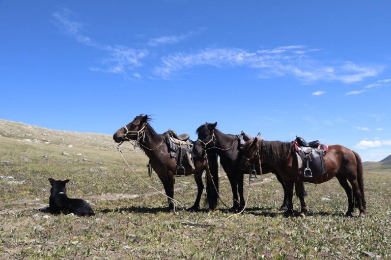 Mongolian Horses